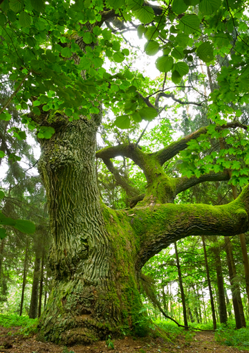 Innovazione, ricerca e rispetto per l'ambiente